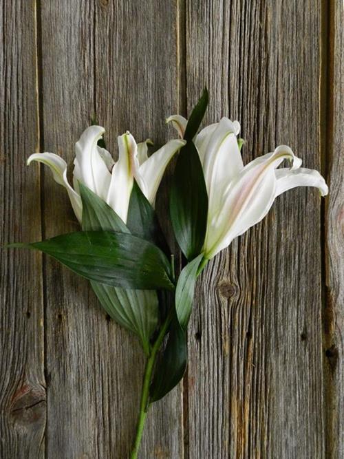 ZAMBESI 3/S WHITE OT HYBRID ORIENTAL LILIES